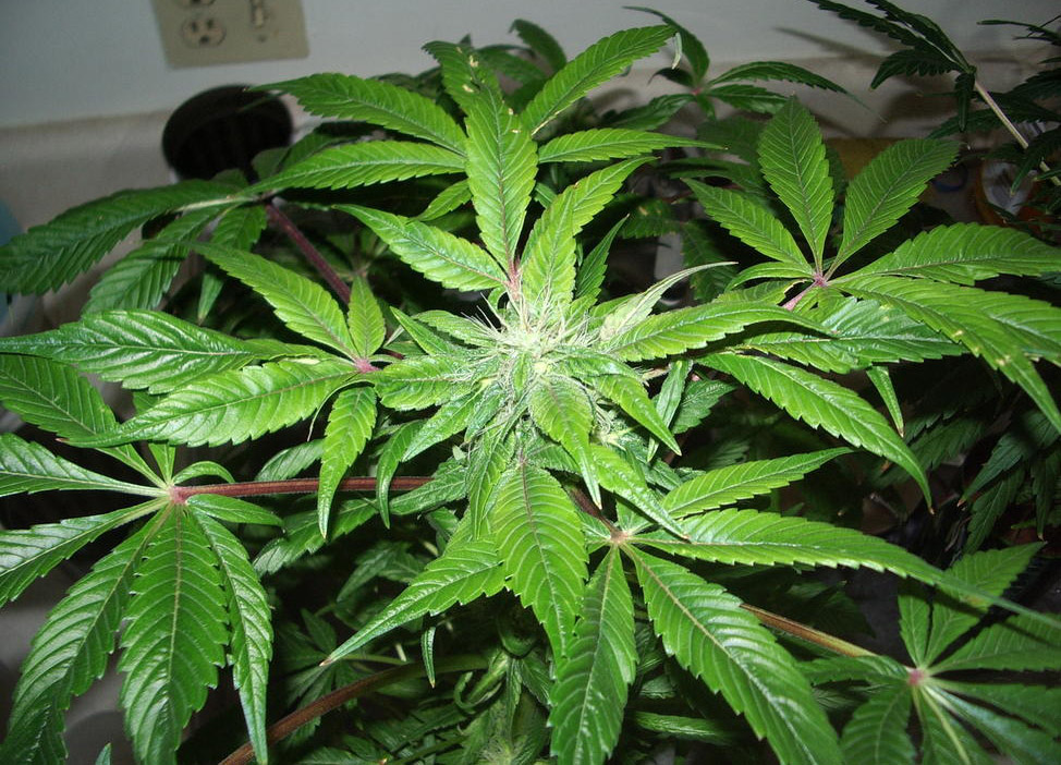 Cannabis-Indica